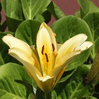 Лилия :: Freddy 97