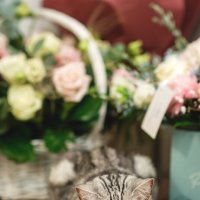 Домашний питомец британской породы :: Сергей Сабешкин