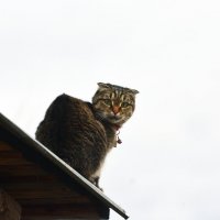 сверху лучше видно :: леонид логинов