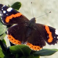 Ноябрьская бабочка :: Татьяна Львова