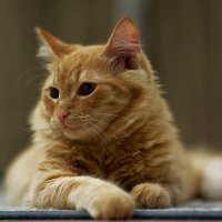 Король подоконника :: Вячеслав Алтай