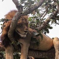 Lion King :: Валерий Кокорев