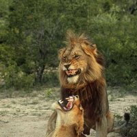 Рассмешил !...:) :: Валерий Кокорев