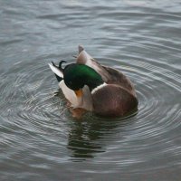 *** :: Наталья Герасимова *** :: Наталья Герасимова