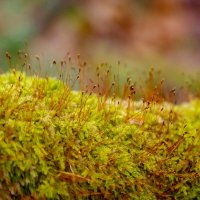 Кукушкин лён... :: Николай Гирш