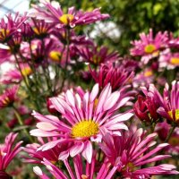 Хризантема :: Tina Kott