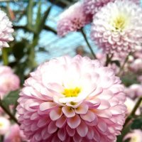 Хризантемы :: Tina Kott