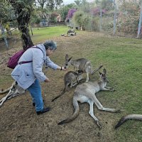 Кенгурятник :: Аркадий Басович