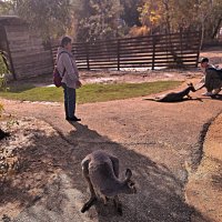 Кенгурятник :: Аркадий Басович