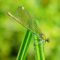 Красотка на листе осоки :: Константин Штарк