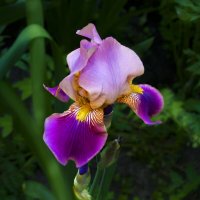 Ирис :: Евгений 