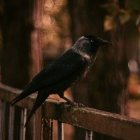 Грациозная птица :: Анастасия Ильина