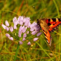 опять про бабочек...57 :: Александр Прокудин