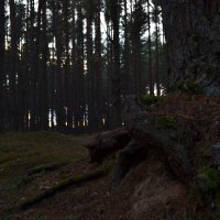 Лес :: SirSatorik 