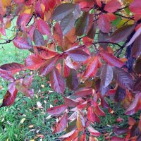 *** :: Сергей Кочнев