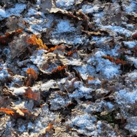 Под дубами первый снег :: Татьяна Машошина Под дубами первый снег :: Татьяна Машошина