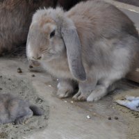 Братцы кролики (коллаж) :: Татьяна Машошина