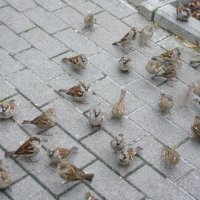 *** :: Иван Литвинов