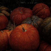 Оранжевое изобилие :: Анастасия Ильина