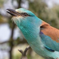 Ракша :: Maxim Lanin