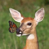 ПРИВЕТ ! :: Валерий Кокорев