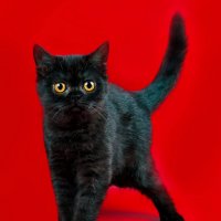 Скоттиш-страйт (шотландская прямоухая ) :: Светлана Ищенко