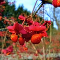 Бересклет европейский :: Veera V