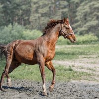 Жеребёнрк :: SanSan 