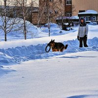 Январь...Послушная овчарка! :: Владимир 