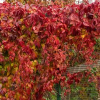 Девичий виноград :: Игорь Сикорский