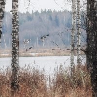 У озера. Взлёт уток. :: Michel 