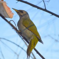 Дятел :: Татьяна Лютаева