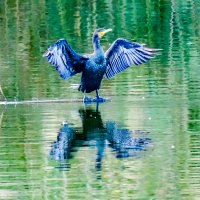 "Мои крылья - моя сушилка :: Георгий А