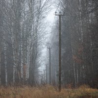 **** :: Елизавета .