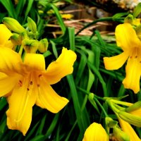 Солнечные :: Елена Семигина Солнечные :: Елена Семигина