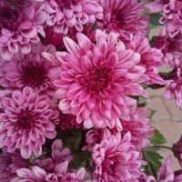 Хризантемы :: Елена Семигина Хризантемы :: Елена Семигина