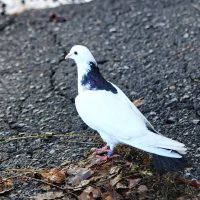 Морозное утро. :: Сергей 