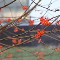 Морозное утро. Рябинка. :: Сергей 