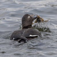 турпан. :: юрий макаров турпан. :: юрий макаров