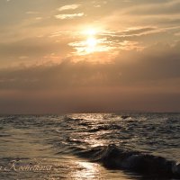 Природа Крыма :: Amazing Cosmea