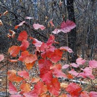 прекрасный октябрь :: Елена Шаламова
