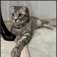 Шалун Боря :: Ольга Довженко