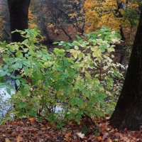 Ноябрьский этюд :: Рита Симонова