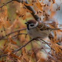 Воробьиная осень :: Наталья Димова