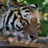 ... :: Анастасия Смирнова