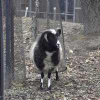 В зоопарке :: Freddy 97