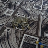 найди кота :: СЕРГЕЙ ФИЛОЧКИН