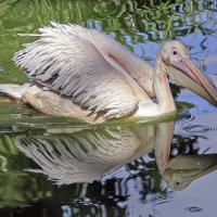 ***** :: Андроник Александр 