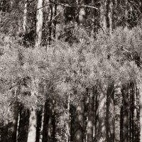 Фотография :: Денис Безногов