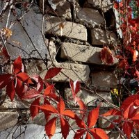 Красное на сером :: Tina Kott